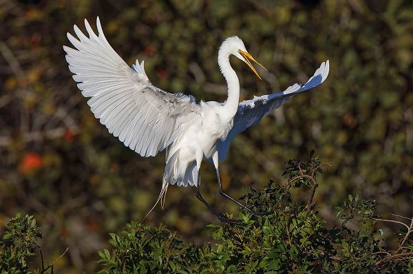 Jones, Adam 아티스트의 Great egret landing at nest site Venice rookery-Venice-Florida작품입니다.